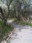 Wetlands