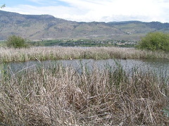 Wetlands