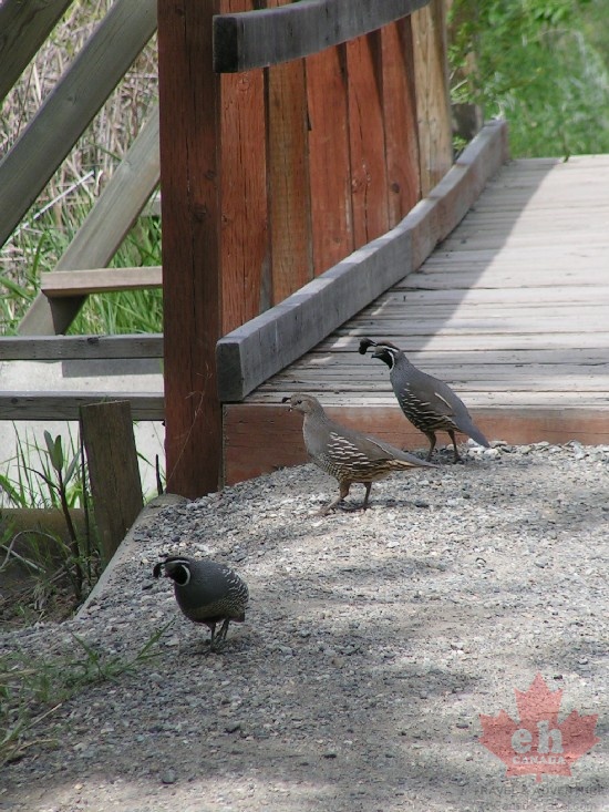 Birdwatching