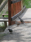 Birdwatching