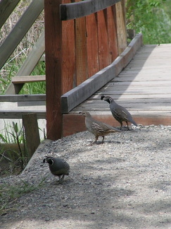 Birdwatching