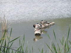 Logger Birds