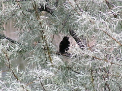 Redwing Blackbird