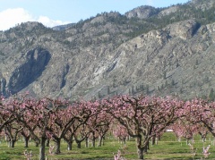 Orchards