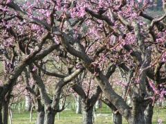 Blossoms