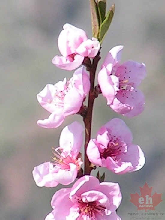 Pink Blossoms