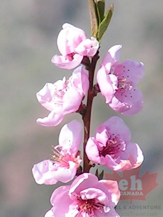 Pink Blossoms