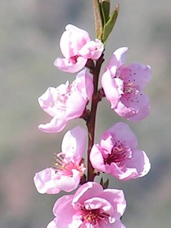 Pink Blossoms