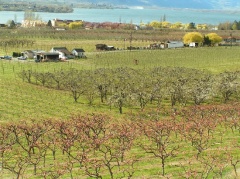 Orchards