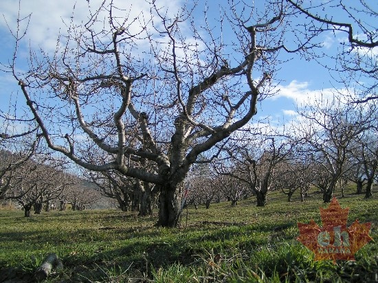 Orchard Trees