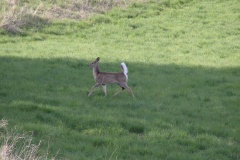 Wildlife