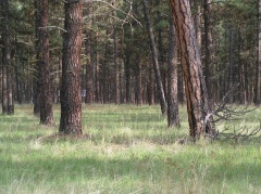 Trees and Fields