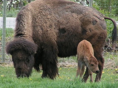 Bison