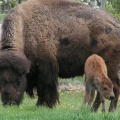 Bison