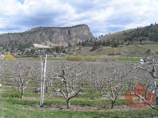 summerland_giants_head_orchard3_may.jpg