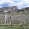 Orchard Views