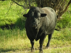 Bull Stare