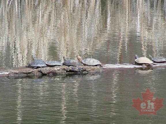 Painted Turtles