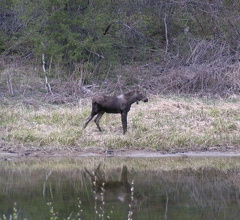 Moose