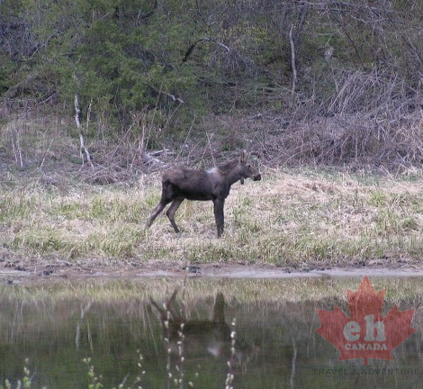 Moose