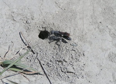 Mud Wasp