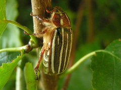 Bug