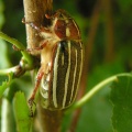 Bug