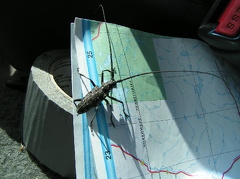 Bug