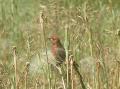 Birdwatching