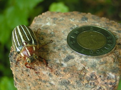 Toonie Size