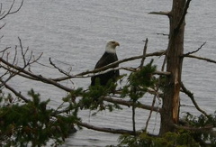 Bald Eagle