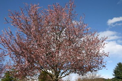 Cherry Blossoms