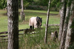 Horses