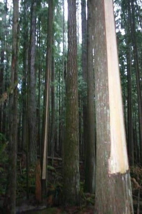 Culturally modified trees