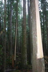 Culturally modified trees