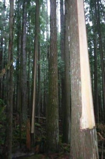 Culturally modified trees
