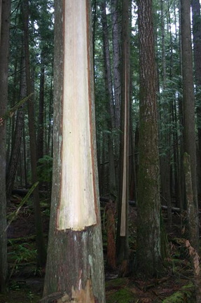 Culturally Modified Trees