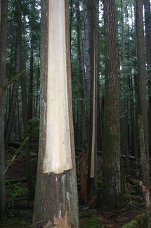 Culturally Modified Trees