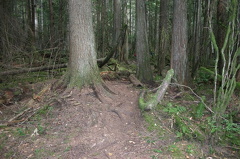 Hidden Grove Trail