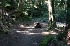 Homesite Creek Trail