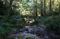 Homesite Creek Trail