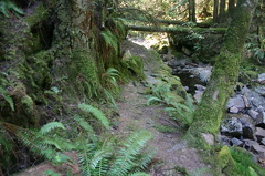 Homesite Creek Trail