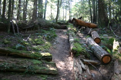 Homesite Creek Trail