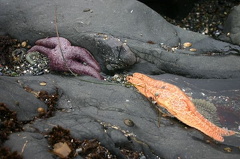 Starfish