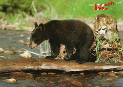 North Island Black Bear