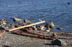 Pebbled Beach