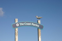 Seabirds