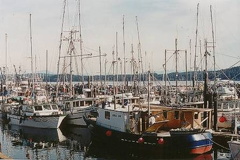 Crowded Marina