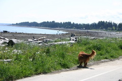 Dog Walking