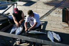 Fish Station